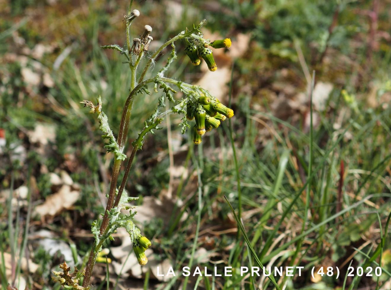 Groundsel